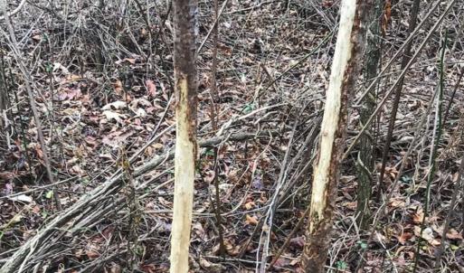 Photo of SOLD!!  46 Acres of Farm and Hunting Land for Sale in Stokes County NC!