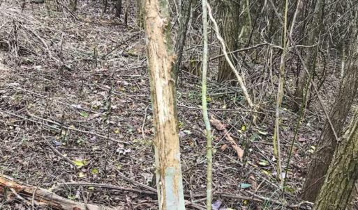 Photo of SOLD!!  46 Acres of Farm and Hunting Land for Sale in Stokes County NC!