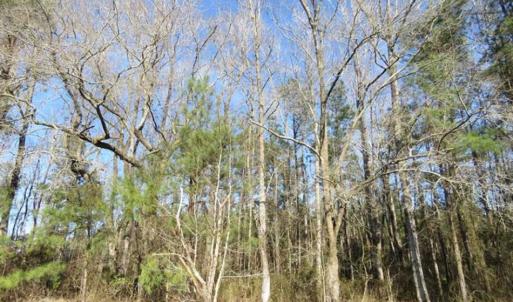 Photo of SOLD!!  2.45 Acres of Residential Land For Sale in Pender County NC!