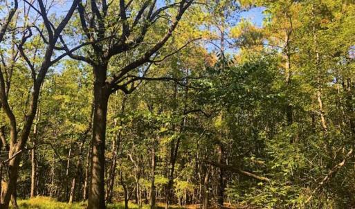Photo of SOLD!!  6.36 Ac of Residential and Investment Land in Granville Co NC!