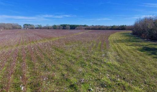 Photo of SOLD!!  121.43 Acres of Farm and Timber Land For Sale in Edgecombe County NC!