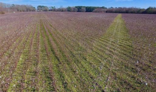 Photo of SOLD!!  121.43 Acres of Farm and Timber Land For Sale in Edgecombe County NC!