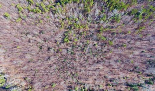 Photo of SOLD!!  121.43 Acres of Farm and Timber Land For Sale in Edgecombe County NC!