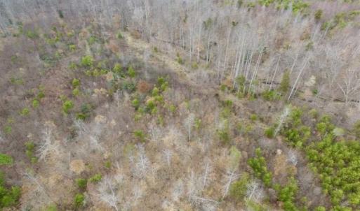Photo of SOLD!!  28.8 Acres of Hunting and Residential Land For Sale in Fluvanna County VA!