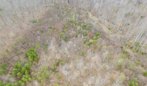 Photo of SOLD!!  28.8 Acres of Hunting and Residential Land For Sale in Fluvanna County VA!