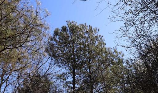 Photo of SOLD!!  5.95 Acres of Development Land For Sale in Harnett County NC!