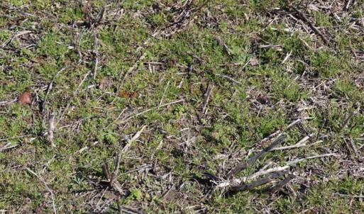 Photo of SOLD!!  5.95 Acres of Development Land For Sale in Harnett County NC!