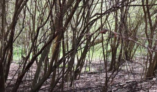 Photo of SOLD!!  5.95 Acres of Development Land For Sale in Harnett County NC!