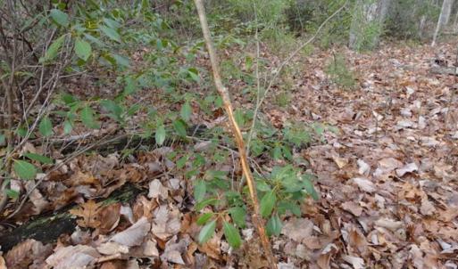 Photo of SOLD!!  20 Acres of Residential and Timber Land For Sale in Augusta County VA!