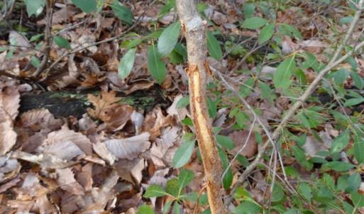 Photo of SOLD!!  20 Acres of Residential and Timber Land For Sale in Augusta County VA!