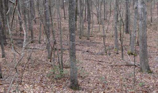 Photo of SOLD!!  20 Acres of Residential and Timber Land For Sale in Augusta County VA!