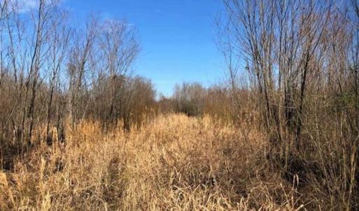 Photo of SOLD!! 142.05 Acres of Hunting Land For Sale in Camden County NC!