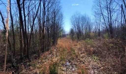 Photo of SOLD!! 142.05 Acres of Hunting Land For Sale in Camden County NC!