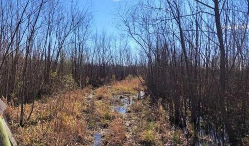 Photo of SOLD!! 142.05 Acres of Hunting Land For Sale in Camden County NC!