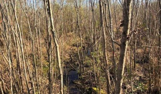 Photo of SOLD!! 142.05 Acres of Hunting Land For Sale in Camden County NC!