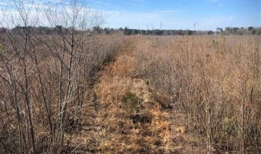 Photo of SOLD!! 142.05 Acres of Hunting Land For Sale in Camden County NC!