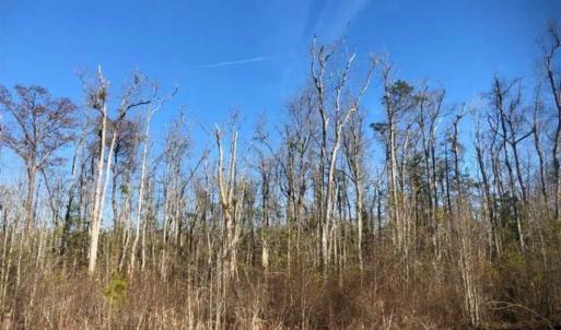 Photo of SOLD!! 142.05 Acres of Hunting Land For Sale in Camden County NC!