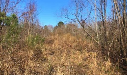 Photo of SOLD!! 142.05 Acres of Hunting Land For Sale in Camden County NC!