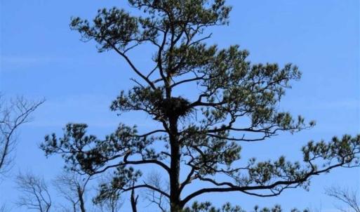 Photo of SOLD!! 142.05 Acres of Hunting Land For Sale in Camden County NC!