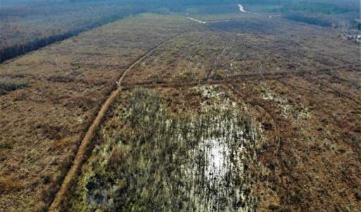 Photo of SOLD!! 142.05 Acres of Hunting Land For Sale in Camden County NC!