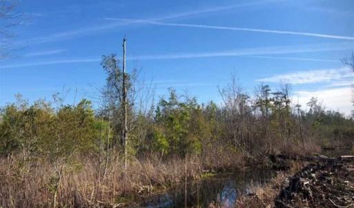 Photo of SOLD!! 142.05 Acres of Hunting Land For Sale in Camden County NC!