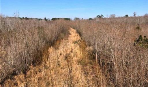 Photo of SOLD!! 142.05 Acres of Hunting Land For Sale in Camden County NC!