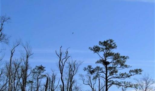 Photo of SOLD!! 142.05 Acres of Hunting Land For Sale in Camden County NC!