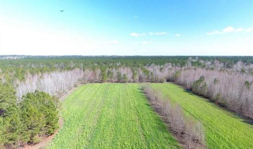 Photo of SOLD!!  45.13 Acres of Timber and Hunting Land For Sale in Columbus County NC!