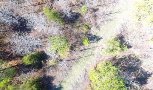Photo of SOLD!!  45.13 Acres of Timber and Hunting Land For Sale in Columbus County NC!