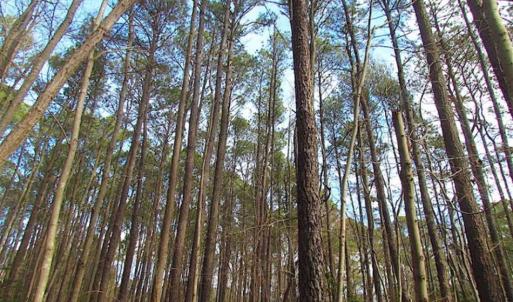 Photo of SOLD!!  0.6 Acre Residential Lot For Sale in Isle of Wight County VA!