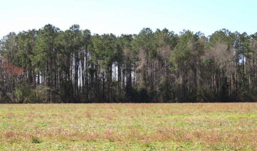 Photo of SOLD!!  67 Acres of Farm and Timber Land For Sale in Robeson County NC!