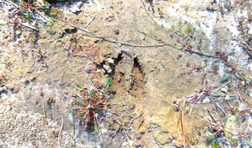 Photo of SOLD!!  67 Acres of Farm and Timber Land For Sale in Robeson County NC!