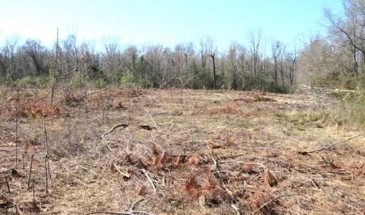 Photo of SOLD!!  44.73 Acres of Hunting and Residential Land For Sale in Columbus County NC!