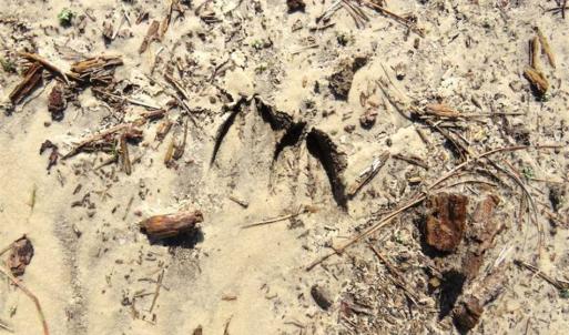 Photo of SOLD!!  44.73 Acres of Hunting and Residential Land For Sale in Columbus County NC!