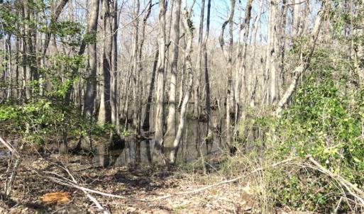 Photo of SOLD!!  44.73 Acres of Hunting and Residential Land For Sale in Columbus County NC!