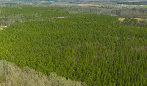 Photo of UNDER CONTRACT!!  137.93 Acres of Investment Timber Land for Sale in Person County  NC!