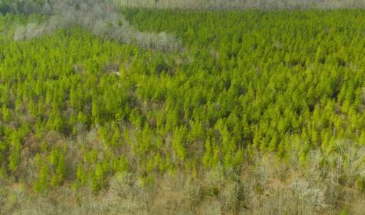 Photo of UNDER CONTRACT!!  137.93 Acres of Investment Timber Land for Sale in Person County  NC!