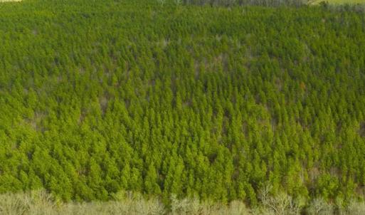 Photo of UNDER CONTRACT!!  137.93 Acres of Investment Timber Land for Sale in Person County  NC!