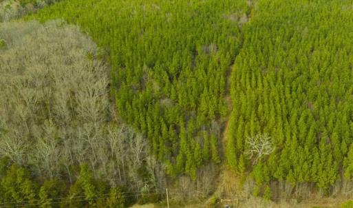 Photo of UNDER CONTRACT!!  137.93 Acres of Investment Timber Land for Sale in Person County  NC!