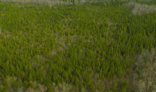 Photo of UNDER CONTRACT!!  137.93 Acres of Investment Timber Land for Sale in Person County  NC!
