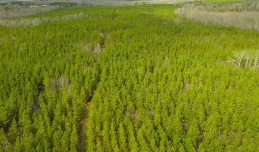 Photo of UNDER CONTRACT!!  137.93 Acres of Investment Timber Land for Sale in Person County  NC!