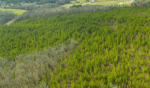 Photo of UNDER CONTRACT!!  137.93 Acres of Investment Timber Land for Sale in Person County  NC!