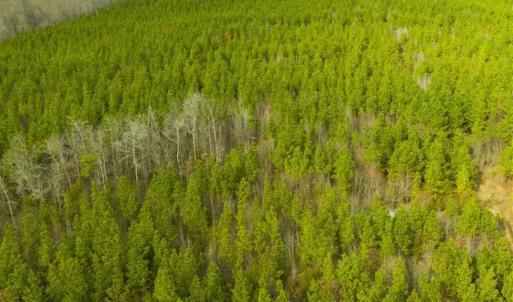 Photo of UNDER CONTRACT!!  137.93 Acres of Investment Timber Land for Sale in Person County  NC!