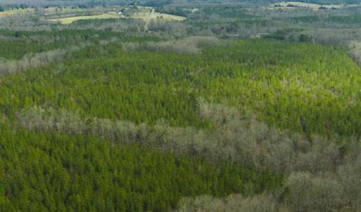 Photo of UNDER CONTRACT!!  137.93 Acres of Investment Timber Land for Sale in Person County  NC!