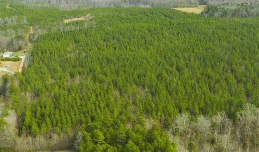 Photo of UNDER CONTRACT!!  137.93 Acres of Investment Timber Land for Sale in Person County  NC!