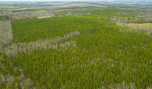 Photo of UNDER CONTRACT!!  137.93 Acres of Investment Timber Land for Sale in Person County  NC!