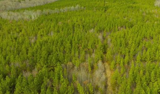 Photo of UNDER CONTRACT!!  137.93 Acres of Investment Timber Land for Sale in Person County  NC!
