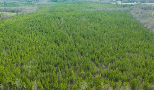 Photo of UNDER CONTRACT!!  137.93 Acres of Investment Timber Land for Sale in Person County  NC!