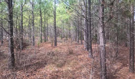 Photo of UNDER CONTRACT!!  137.93 Acres of Investment Timber Land for Sale in Person County  NC!