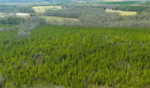 Photo of UNDER CONTRACT!!  137.93 Acres of Investment Timber Land for Sale in Person County  NC!